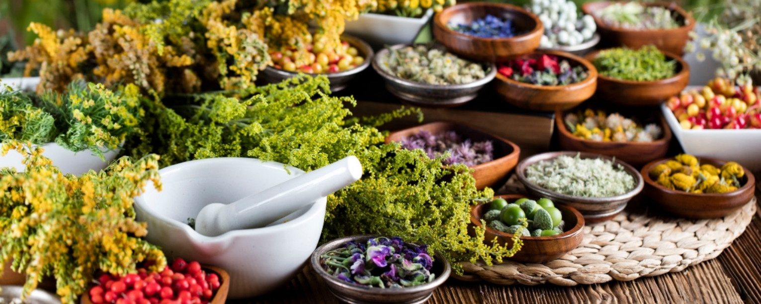 plantas medicinales en jardín 